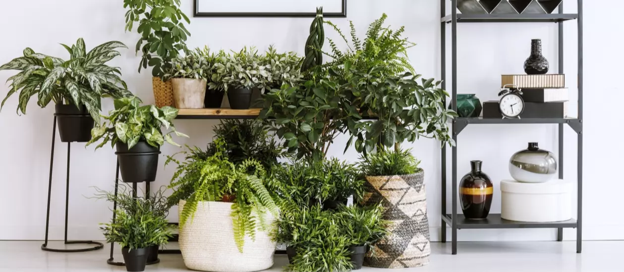 Volop kamerplanten in ons tuincentrum