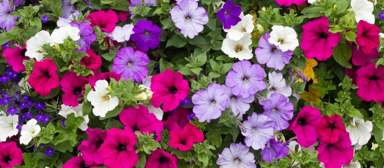 Maak uw tuin gezellig en kleurrijk met ons perkgoed!