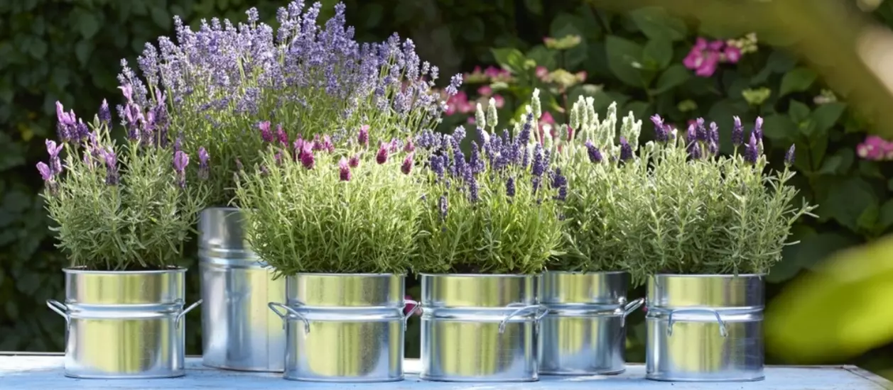 Verschillende soorten tuinplanten