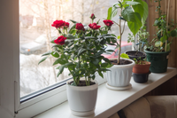 Wintertijd: verzorgingstips voor kamerplanten