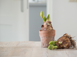 Bloemenbollen en zaden kopen