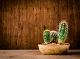 Cactussen en vetplanten | Tuincentrum De Wildernis